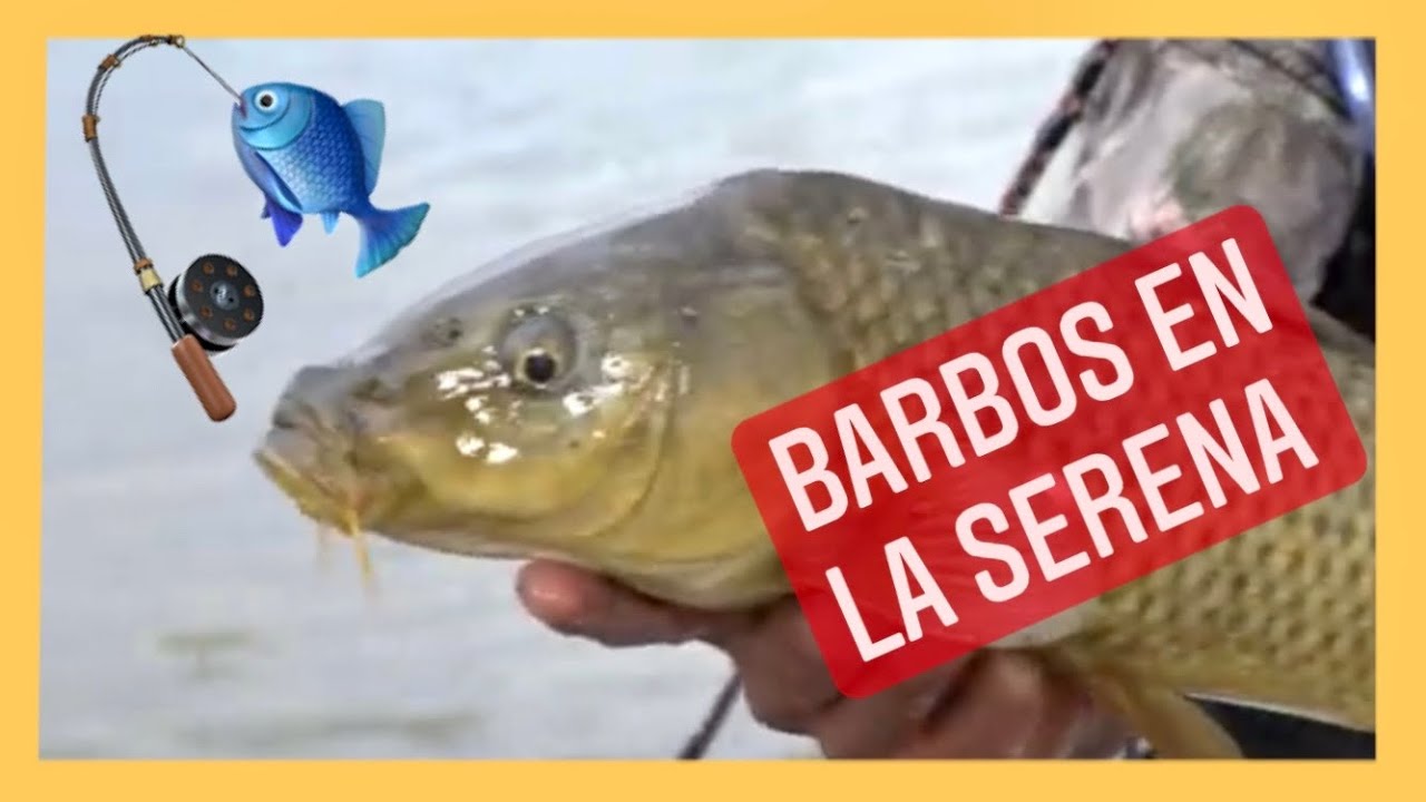 Barbos en la Serena