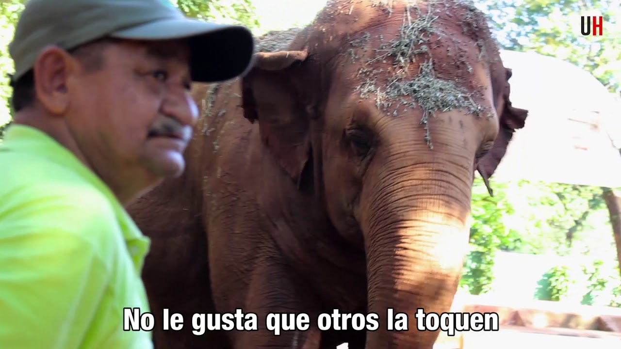 40 años (y una vida) en el zoológico - ÚH