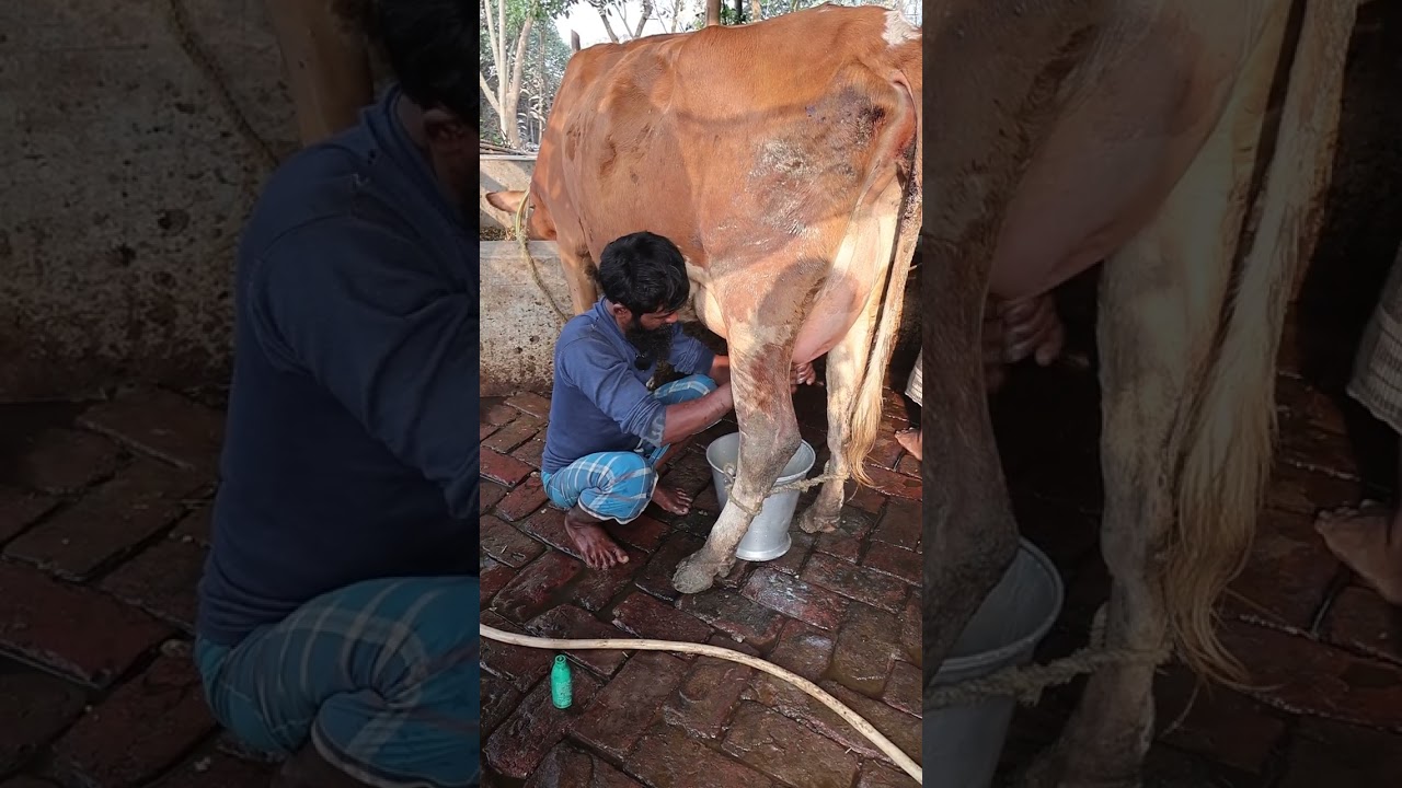 কীভাবে বাছুর ছাড়াই খুব সহজে এবং সঠিক নিয়মে গাভীর দুধ নামানো যায়।