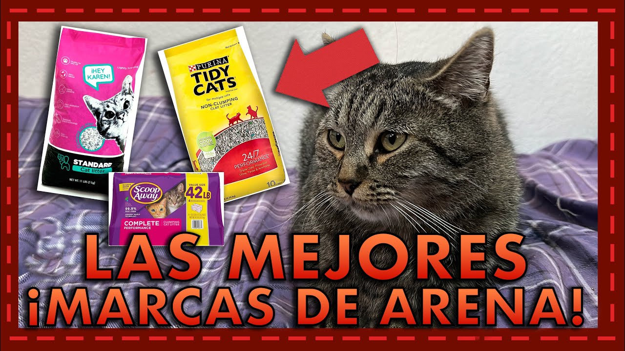 Las mejores marcas de arena para gatos según PROFECO 🐱🧴