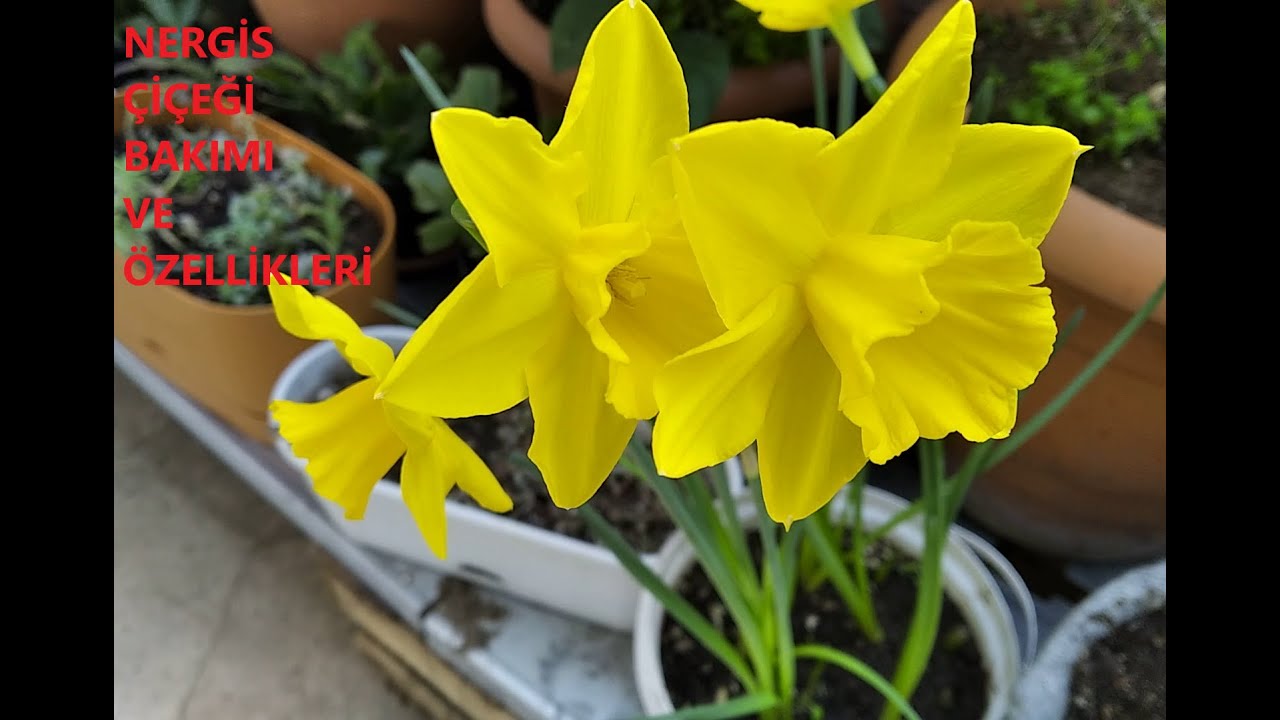 NERGİS (NARCİSSUS) ÇİÇEKLERİMİZİN ÖZELLİKLERİ VE BAKIMI