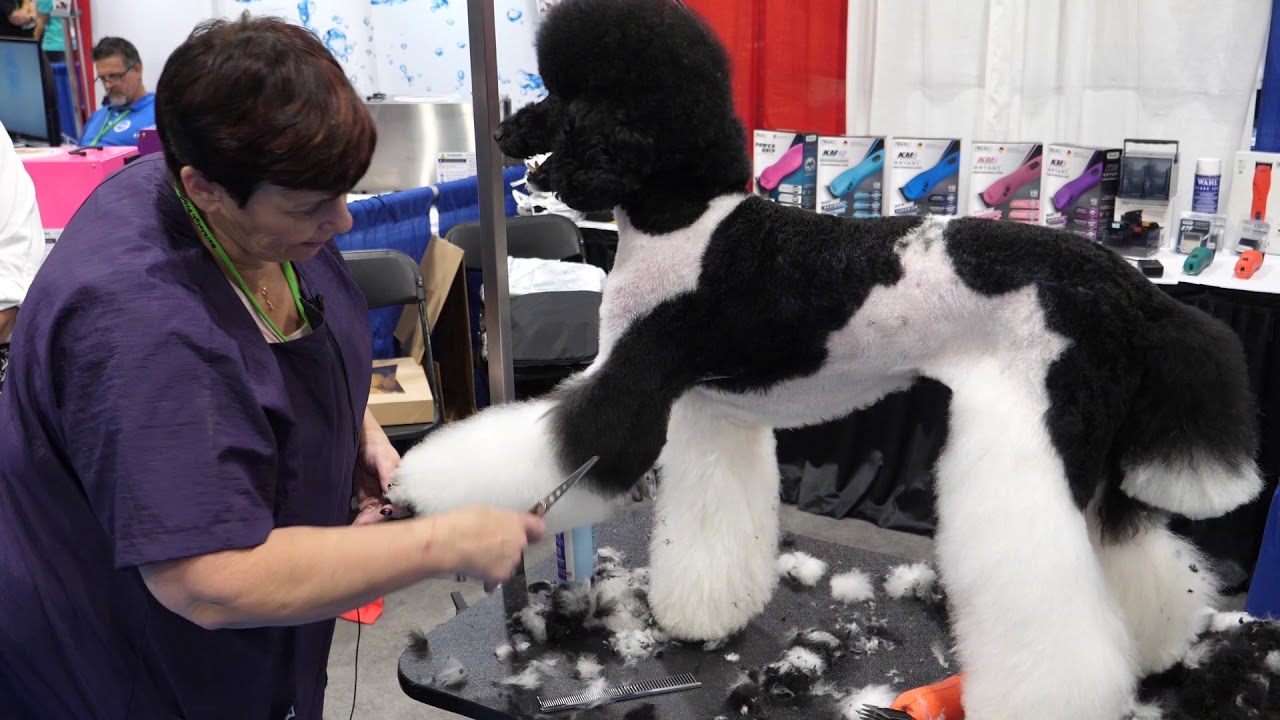 Asian Fusion on a Standard Poodle with Sue Watson