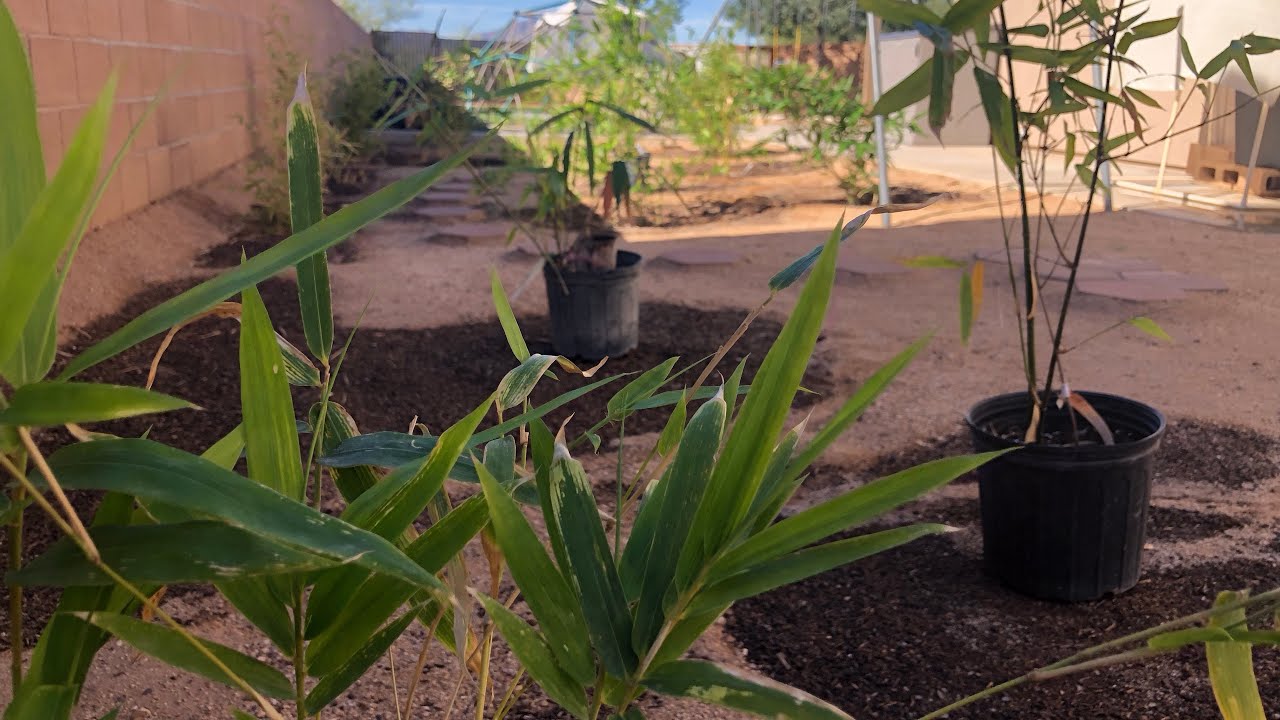 How to Plant Bamboo in the Desert (4 New Varieties Going In!)