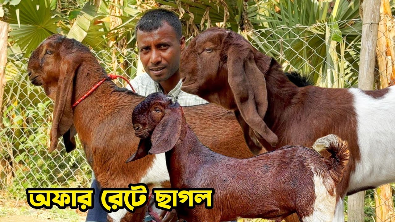 অফার রেটে হাই কোয়ালিটি ছাগল কিনুন ছোট জুয়েল ভাইয়ের কাছ থেকে #farmgoat 