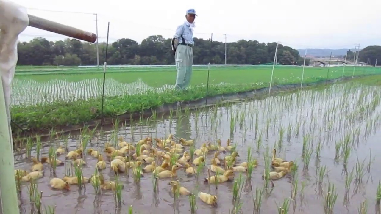 合鴨の雛たち出番だよ⑤　一晩、田圃の小屋で過ごした合鴨の雛たち、翌朝いよいと田圃へ出動です（一班）