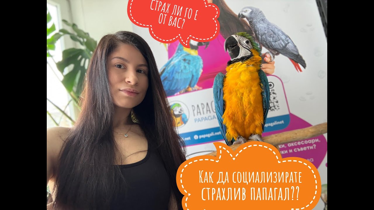 🦜Пътят на моя папагал ара – Част 1 - Първи стъпки в социализиране на папагал