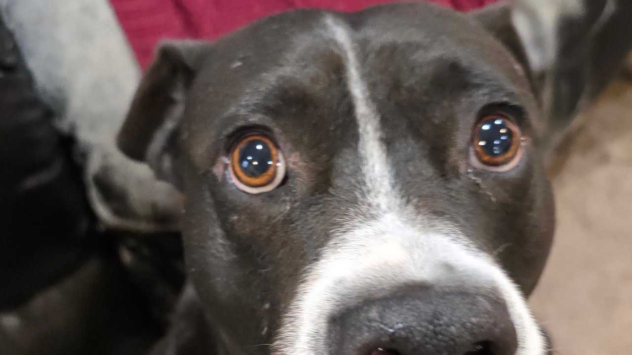 Dog Peanut Chat Tuesday