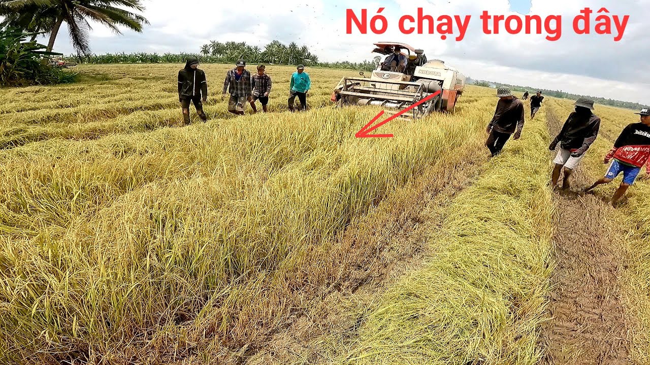 Bắt chuột đồng trong những ngày mưa bão về nướng mỡ chấm muối ớt rất ngon