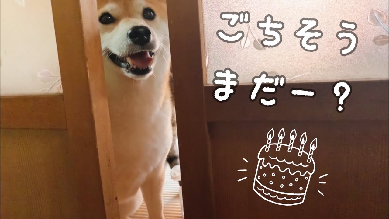 ももは７歳になりました🥳前編　Momo’s 7th birthday