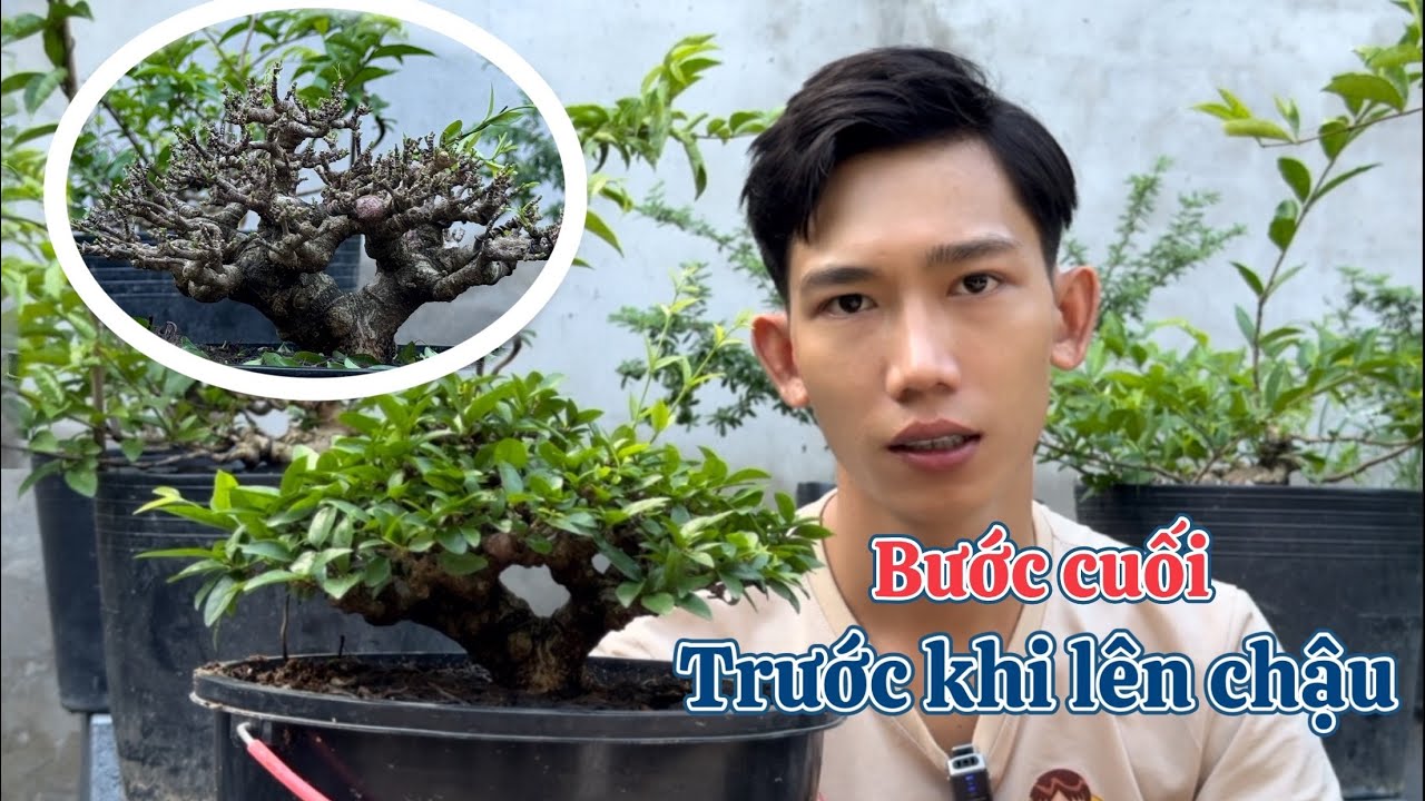giai đoạn nào mới thật sự lên chậu cho bonsai #bonsaivietnam #bonsaitree #bonsai #bonsaiindonesia