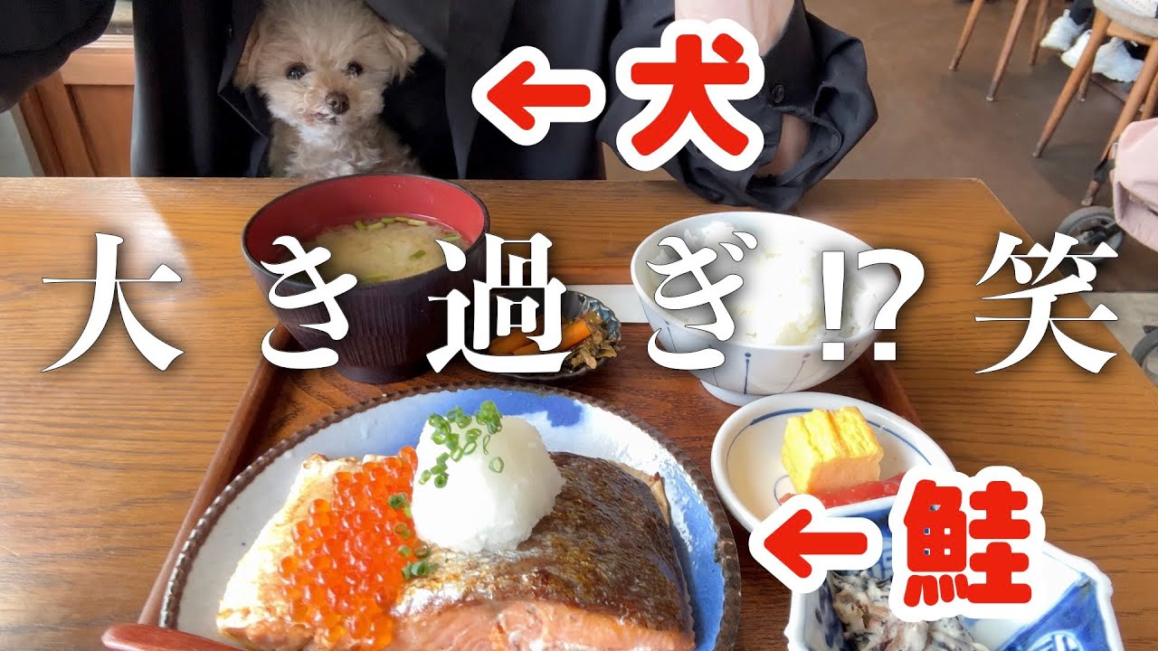 鮭の大きさバグってますｗ会社休んで愛犬と下北沢を満喫してきました♪【下北六角】【トイプードル】