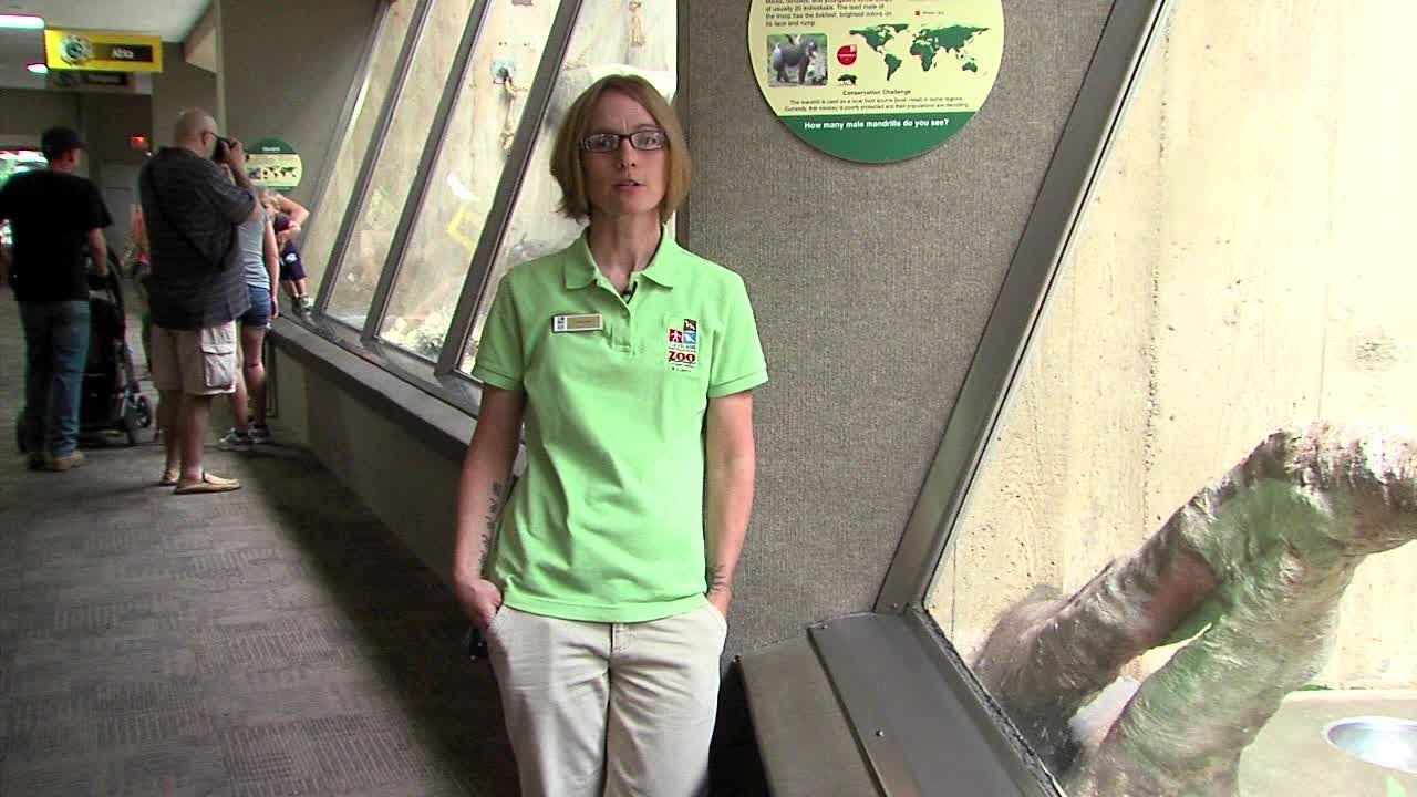 Slow Loris endangered by viral videos