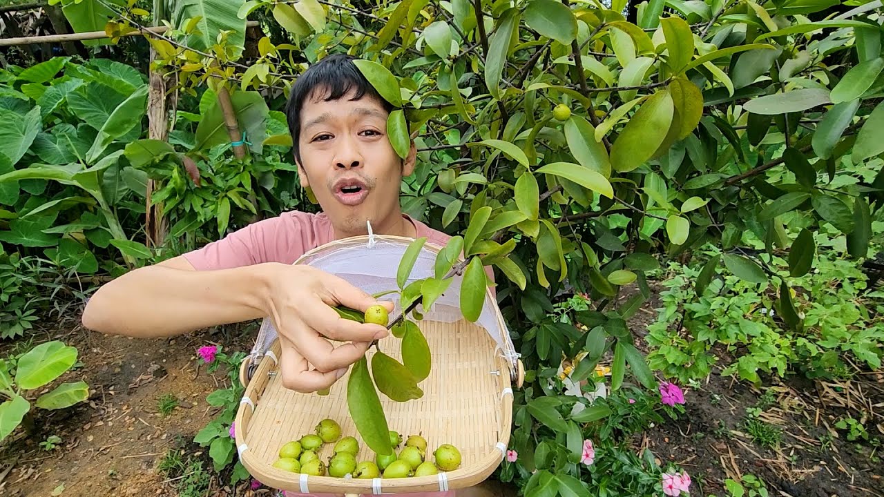 เมนูแซ่บ ผักบุ้งดองมะดันยอดมะขาม | จากที่ดินว่างเปล่า เอิร์ธสดชื่นปลูกป่าผลไม้อินทรีย์ลดโลกร้อน