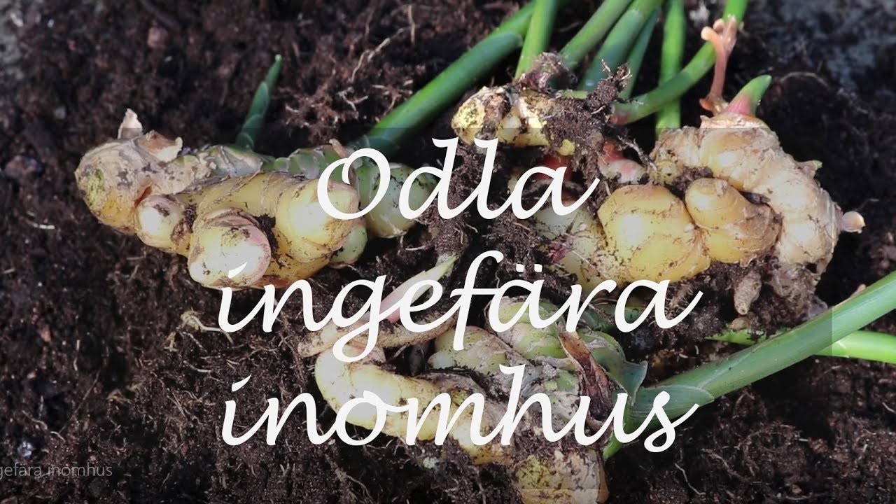 Odla ingefära inomhus