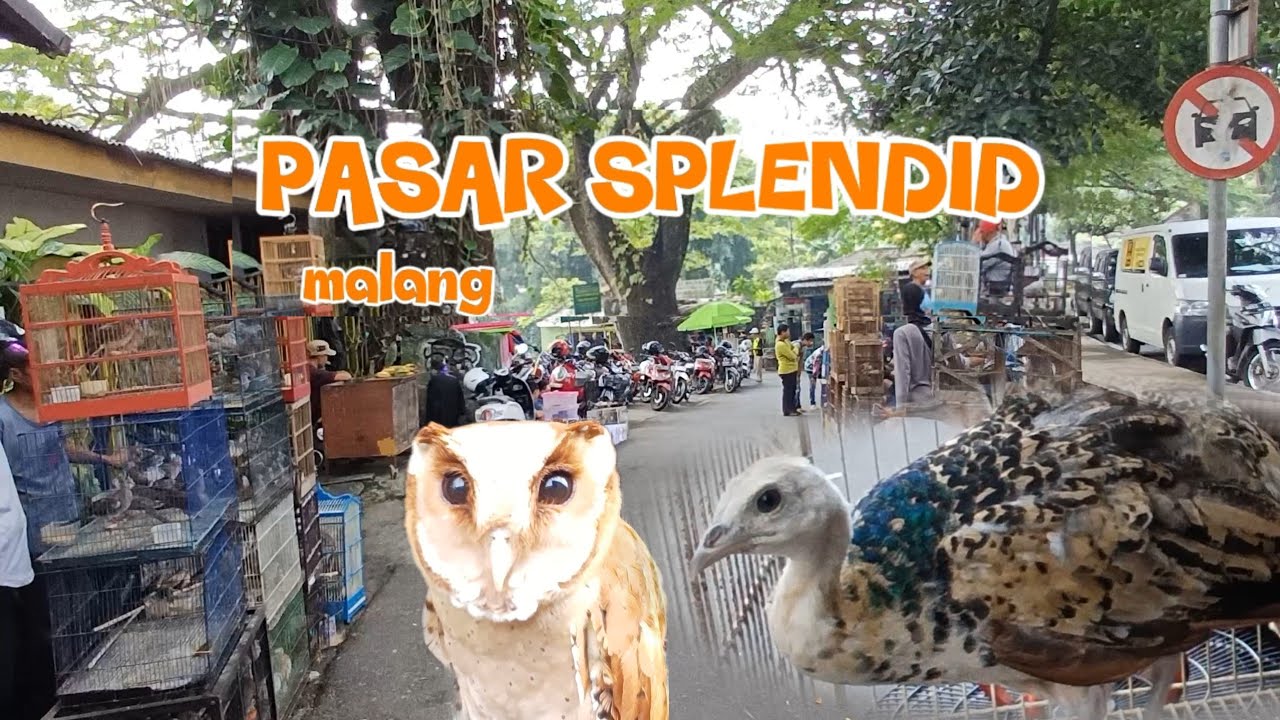 MELIHAT MACAM² HEWAN DAN BURUNG DI PASAR SPLENDIT MALANG