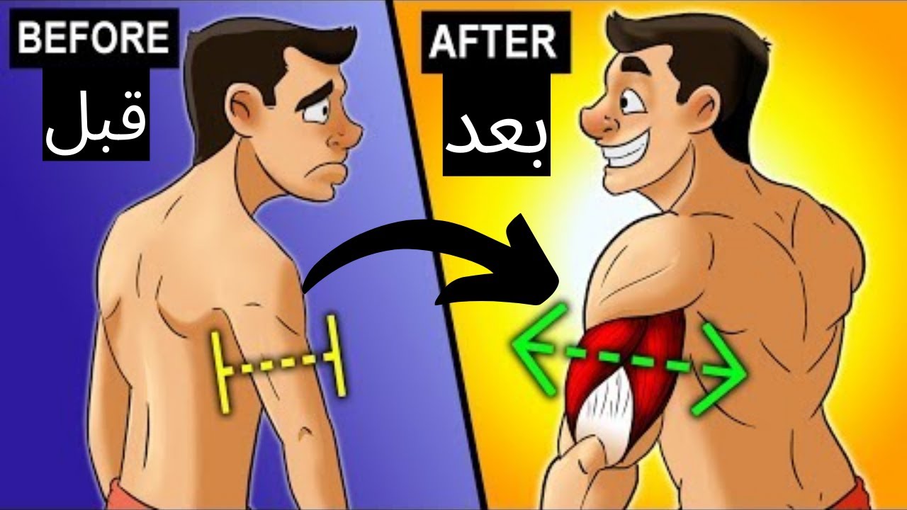 عضلة الترايسبس-التشريح العلمي-أسرار تقوية وتضخيم عضلة الترايسبسtriceps