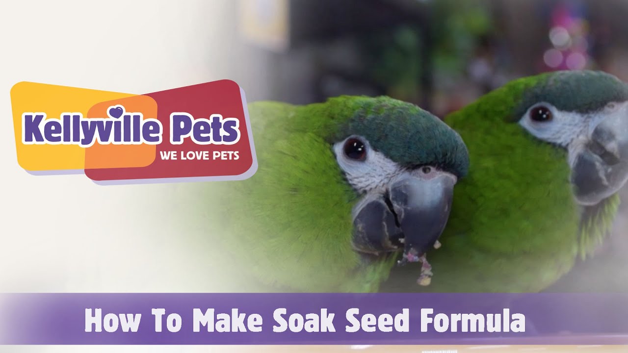 Kellyville Pets | How to make Soak Seed Food for Birds