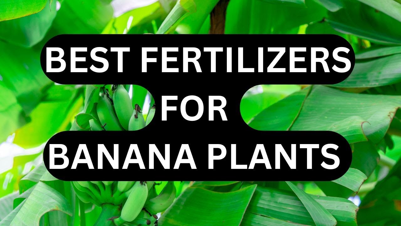 Banana Bonanza: Best Fertilizers for Banana Plants for Maximum Yield #bananafertilizer #banana
