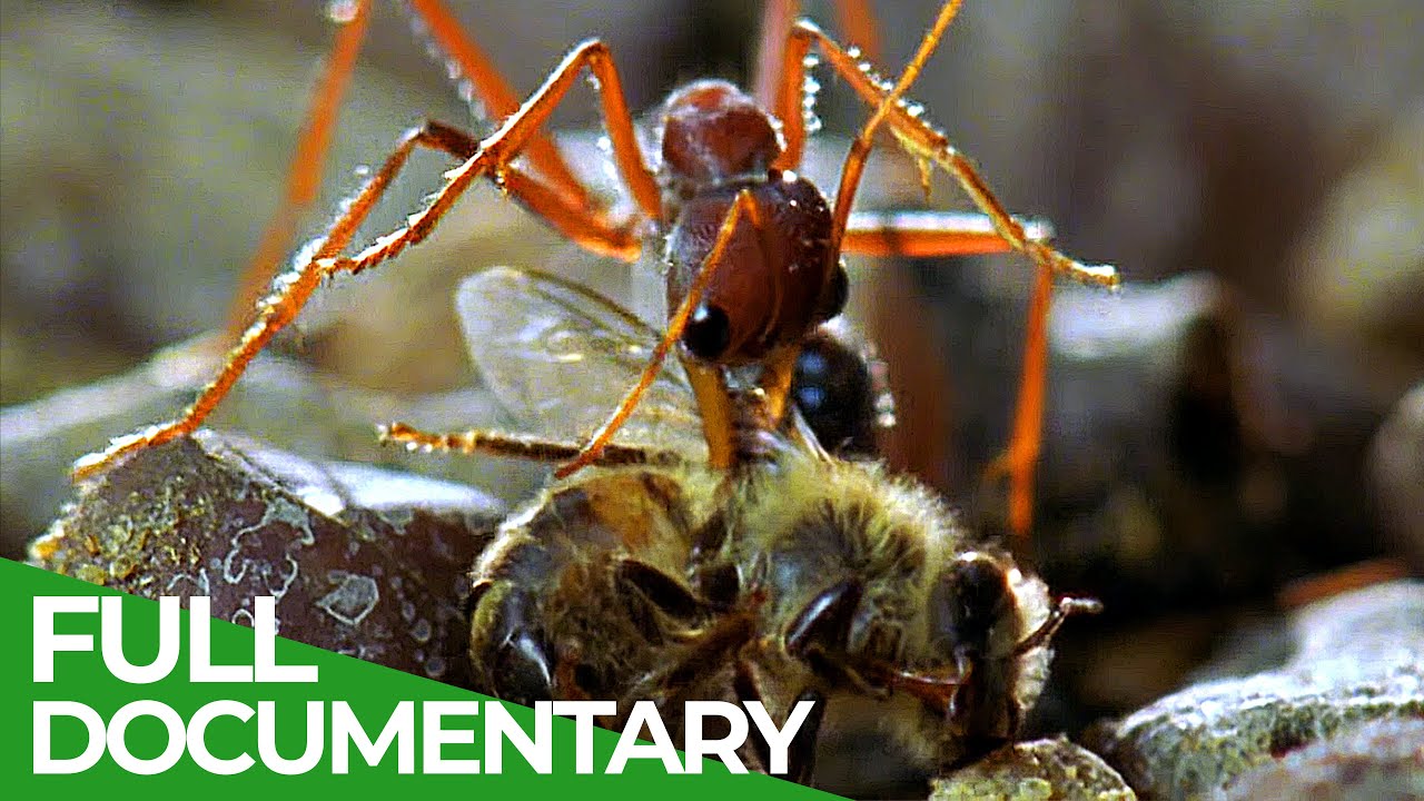 The Race Underfoot | Race of Life | Episode 12 | Free Documentary Nature