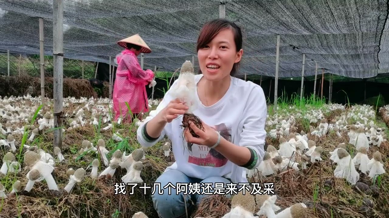 竹荪开满遍地10几个人来不及采，只能采杆弃网，损失惨了