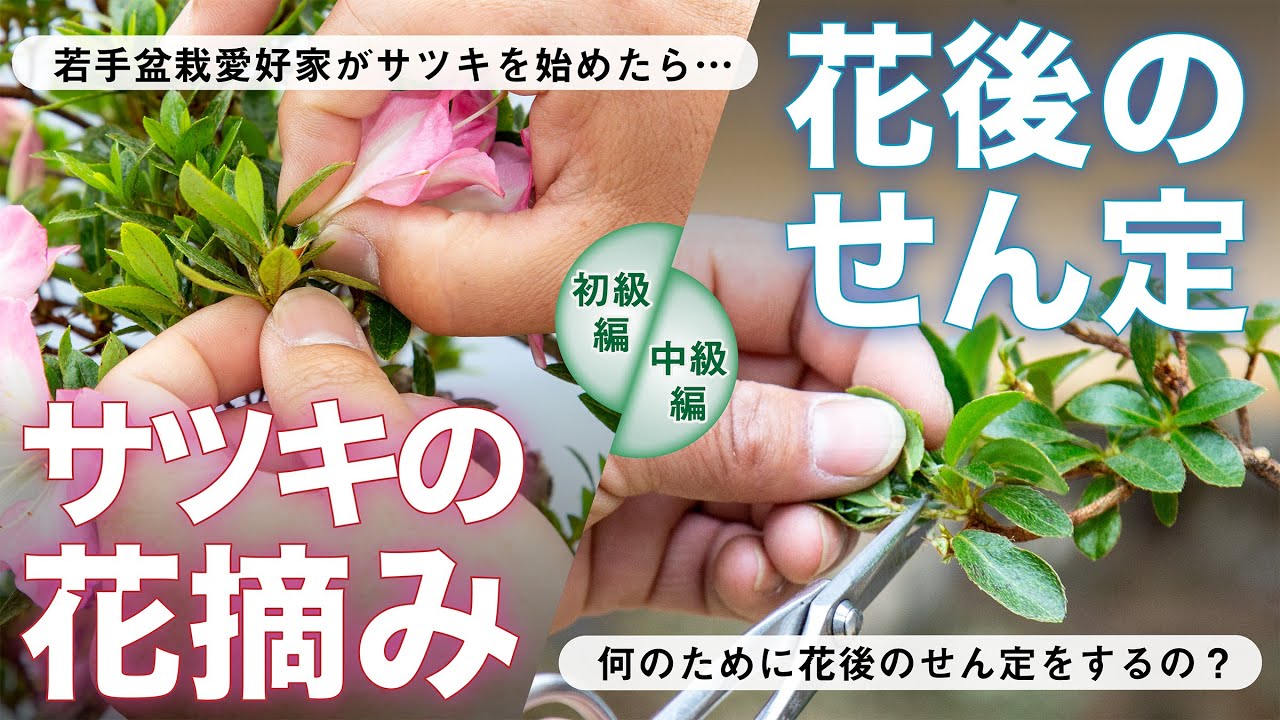 【サツキの花摘み・花後のせん定】　若手盆栽愛好家がサツキを始めたら・・・