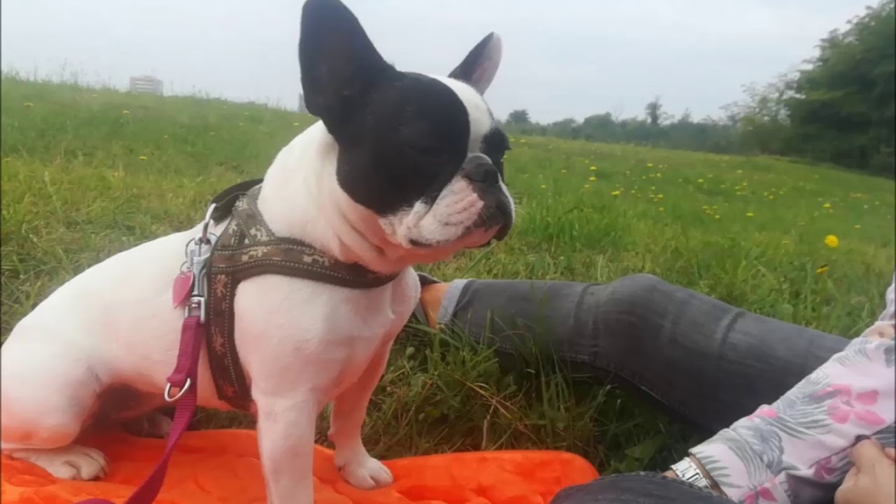 Bulldog Francese :  PRIME LEZIONE EDUCAZIONE DI BASE