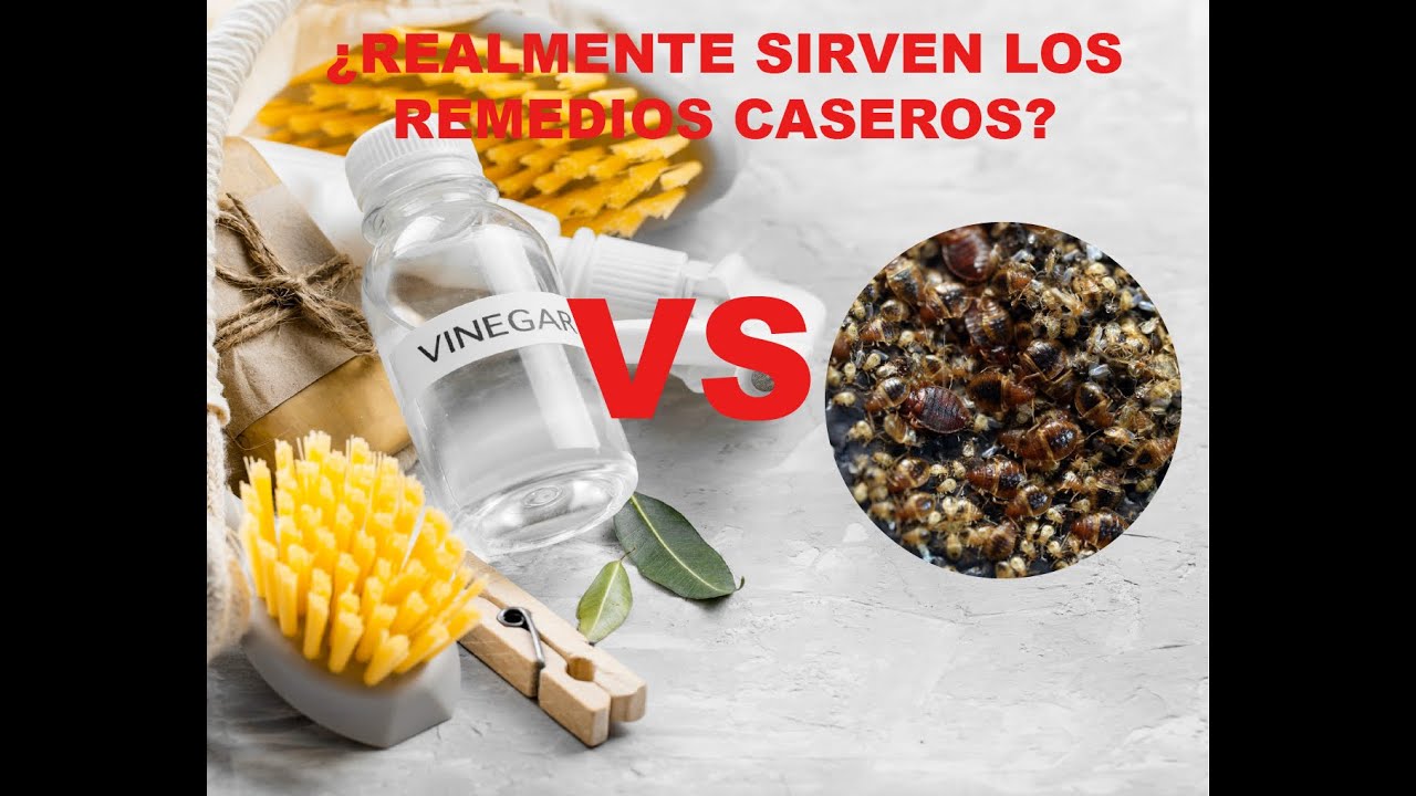 Desminitiendo los remedios caseros para eliminar las chinches de cama.