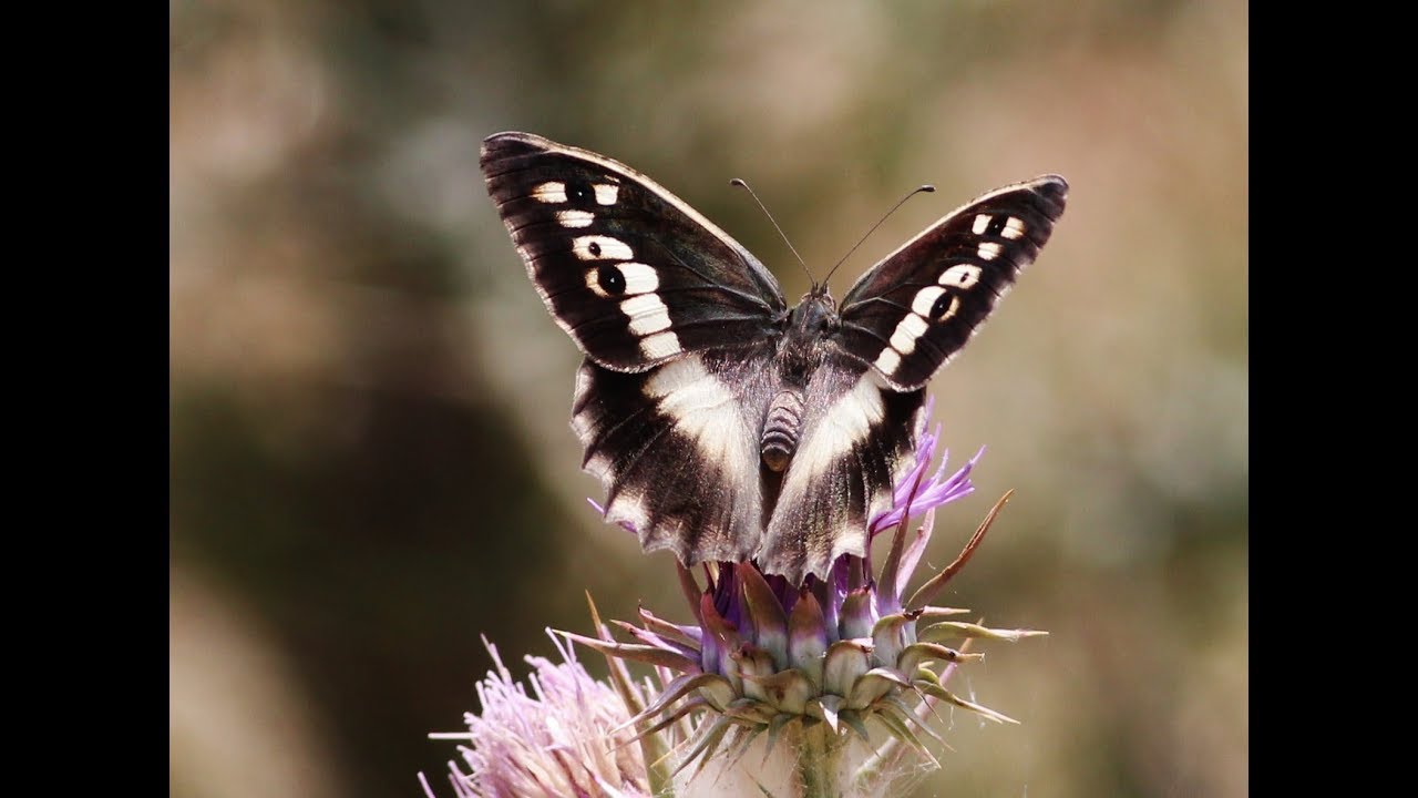 13 Butterflies of Cyprus -13 πανέμορφες πεταλούδες της Κύπρου