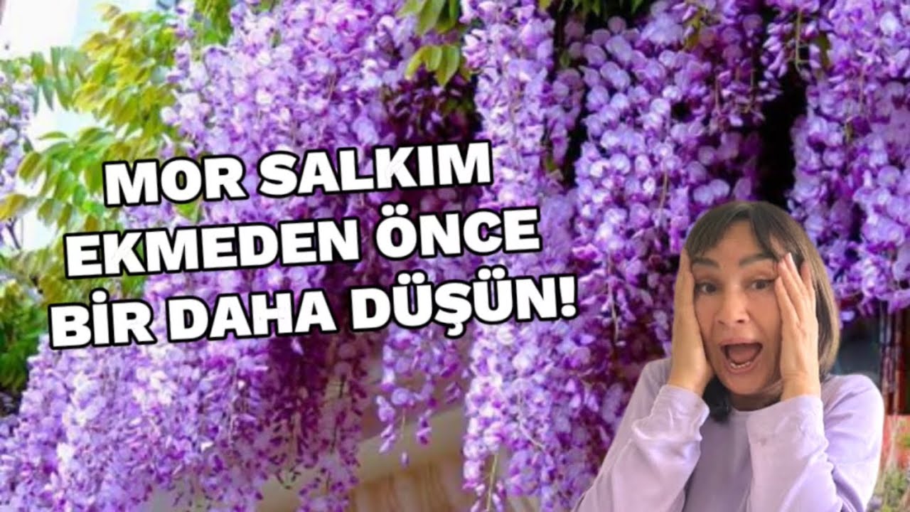 Mor Salkım Ekmenin Berbat Yanı