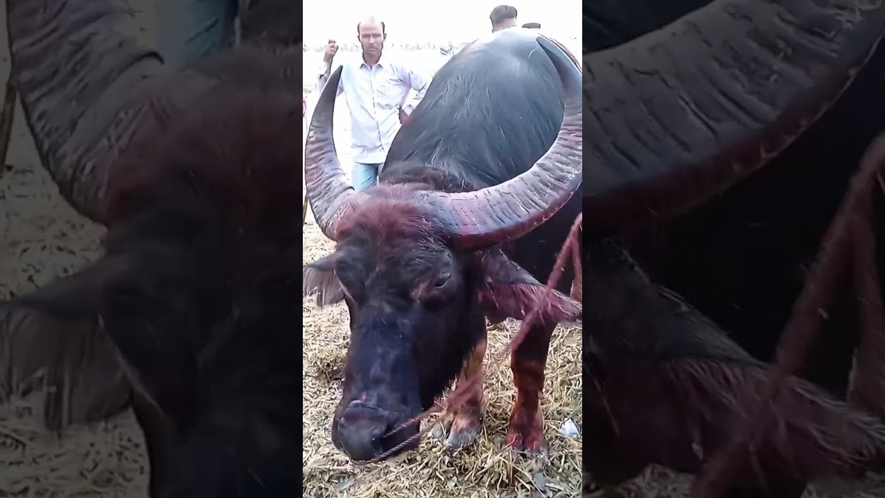 Buffalo fight || winner Buffalo 😌✨ Biggest Buffalo fight in assam #shorts #buffalo #viral 🔥🔥