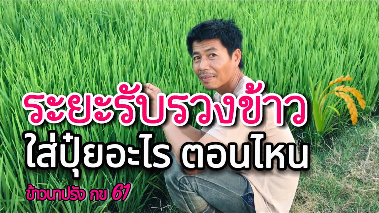 เทคนิคการใส่ปุ๋ยรับรวงข้าว ใส่ปุ๋ยอะไร ตอนไหน ข้าวนาปรัง กข 61