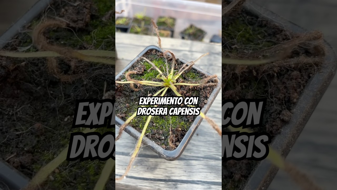 Experimento con drosera capensis 