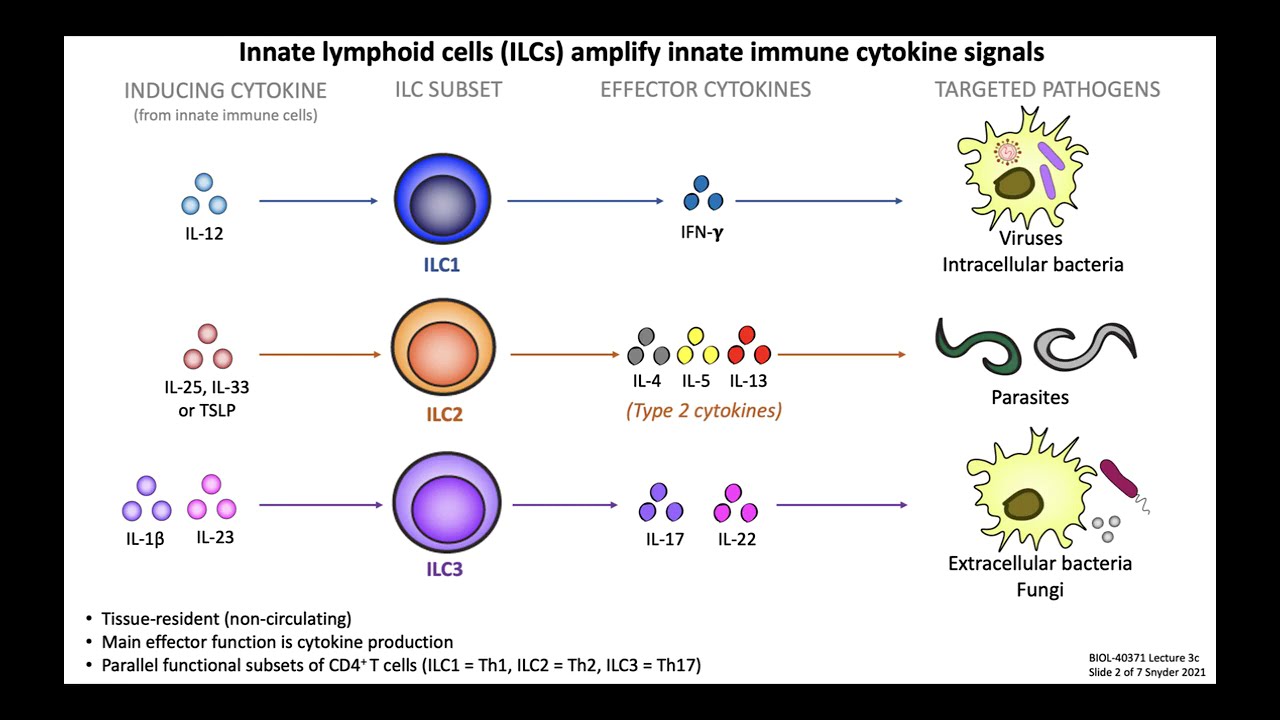 Lecture 3c: Innate Lymphoid Cells