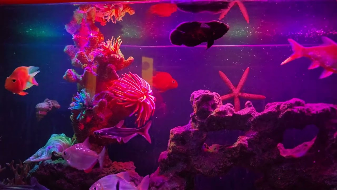 Yossi bartov -- My ciclids Aquarium.
