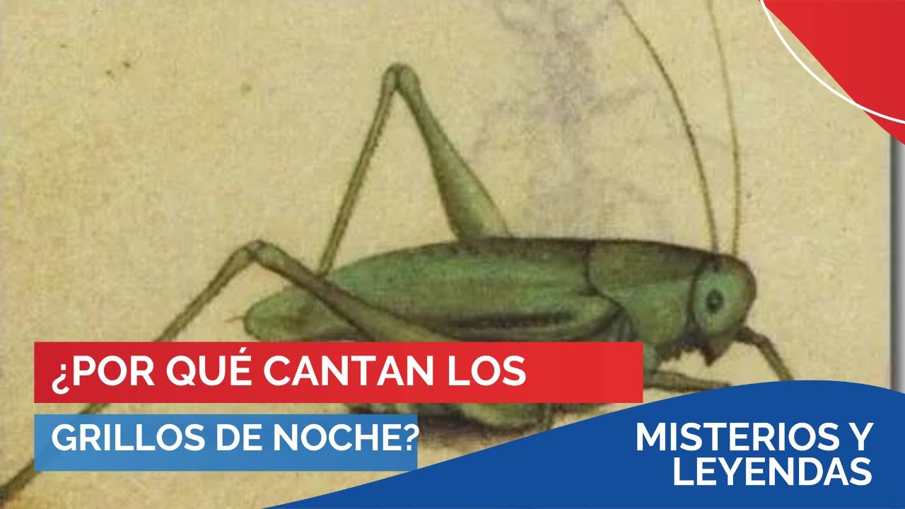 ¿Por qué cantan los grillos sobretodo de noche? | Misterios en #PBO