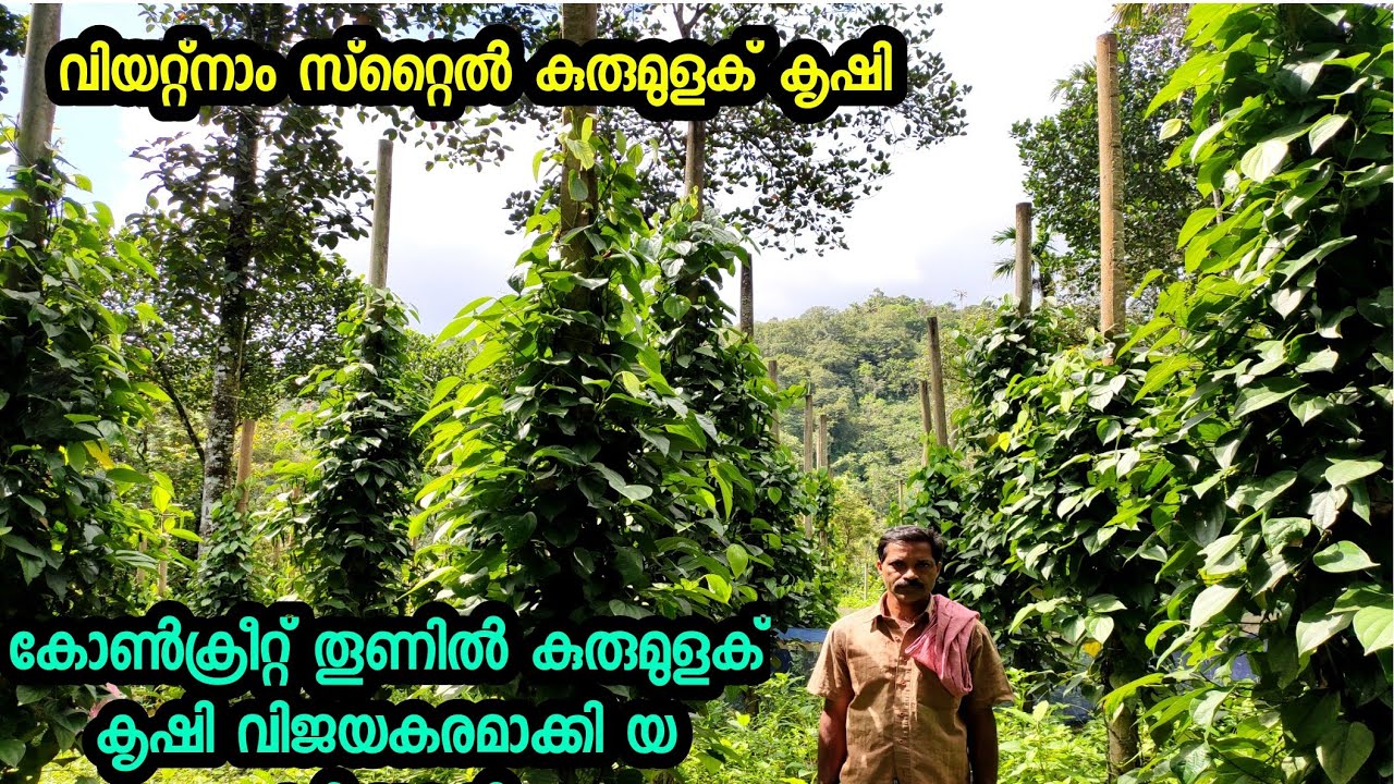 വിയറ്റ്നാം സ്റ്റൈൽ കുരുമുളക് വിജയകരമാക്കി pepper cultivation  Vietnam style #pepper #villagefarms