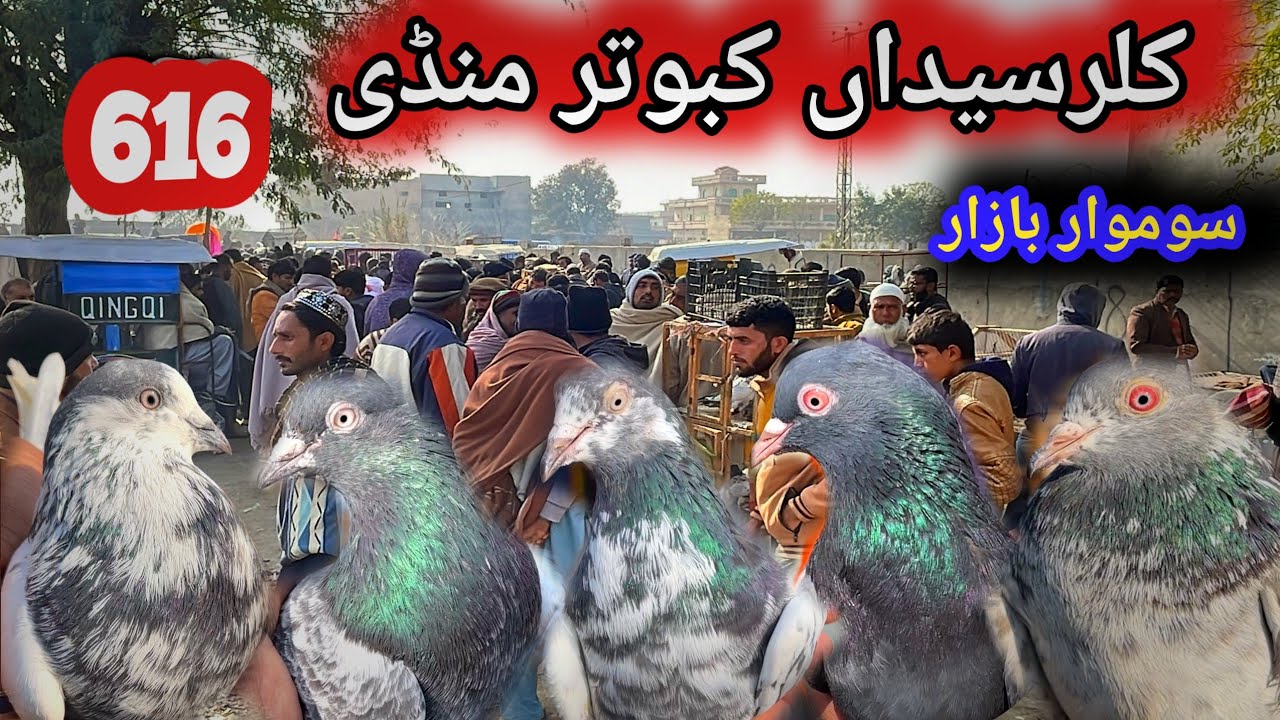 616 | Kallar Syedan Kabootar Mandi Today 1/12/2026 | Latest Update High Flyer Pigeon Market Price 