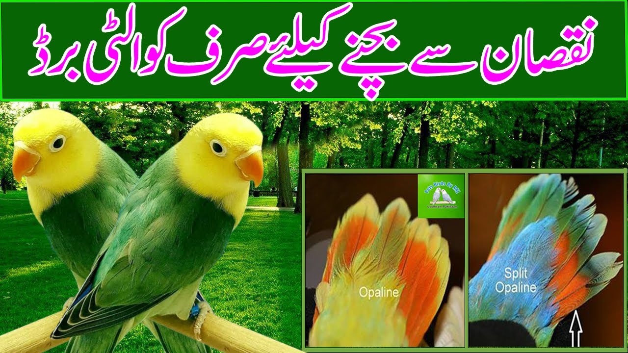 How we can identify Opaline Quality Birds