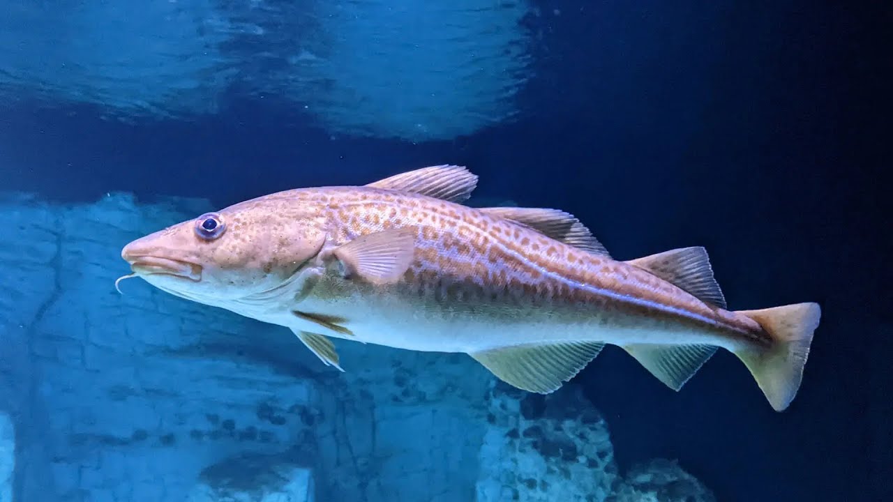 Diversity of the Ray-Finned Fishes Part 2: Teleosts (Modern Fish)