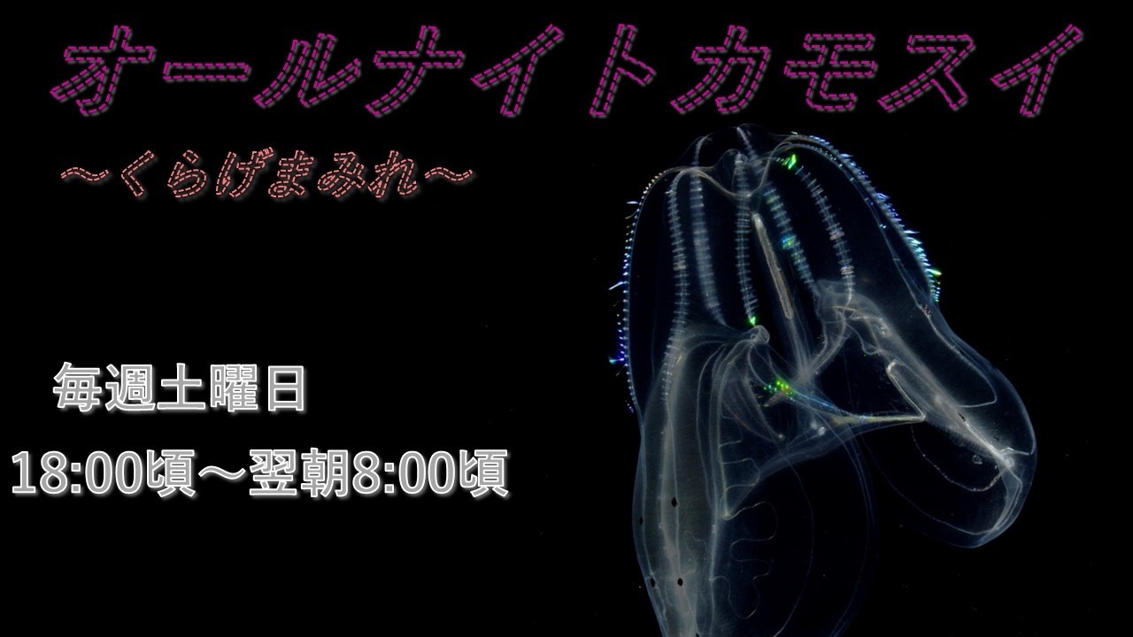 オールナイトカモスイ　～くらげまみれ～ #242　キタカブトクラゲ