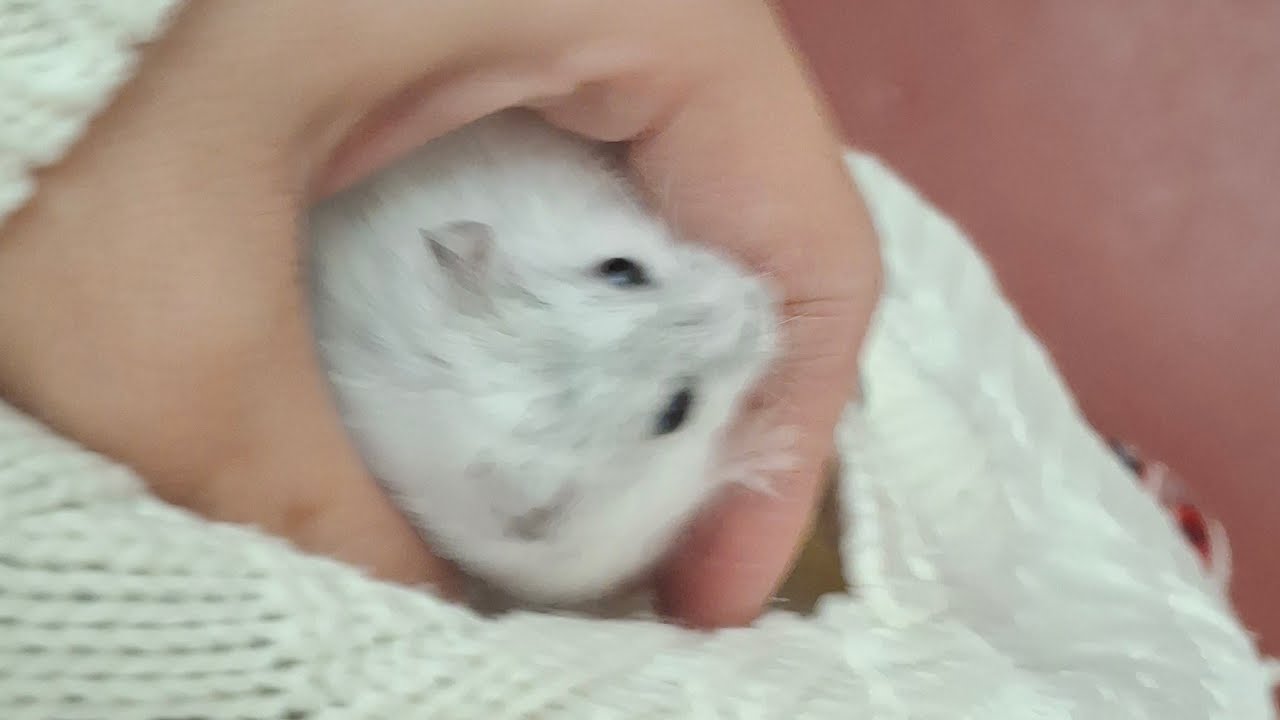 Wow Hamster sleeping 🤩🤩