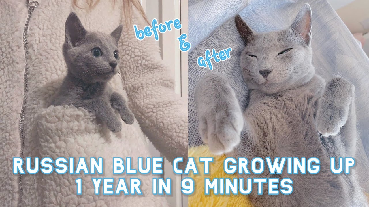My Russian Blue Cat growing up | 1 Year in 9 Minutes💕