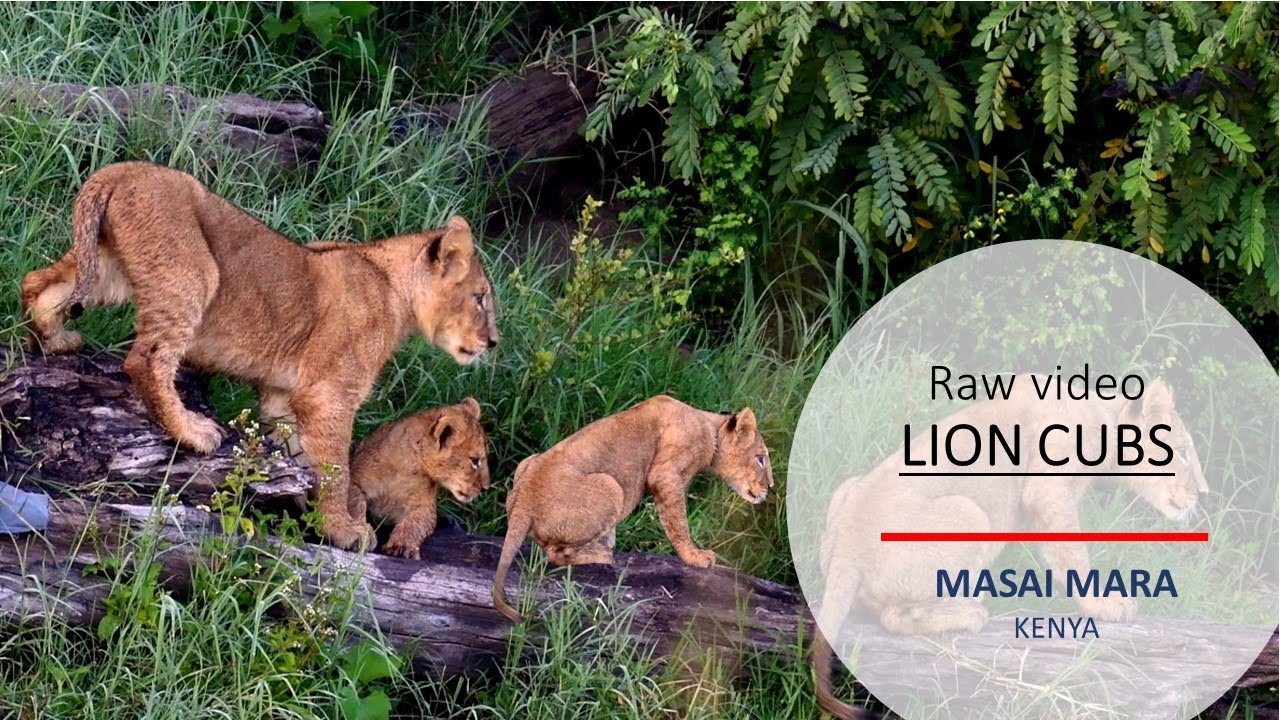 LION CUBS OF MASAIMARA-Raw Video