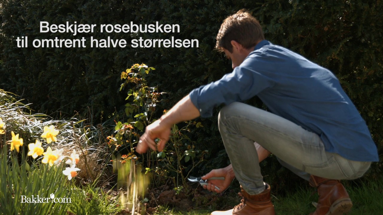Hagetips: Slik beskj&aelig;rer du roser