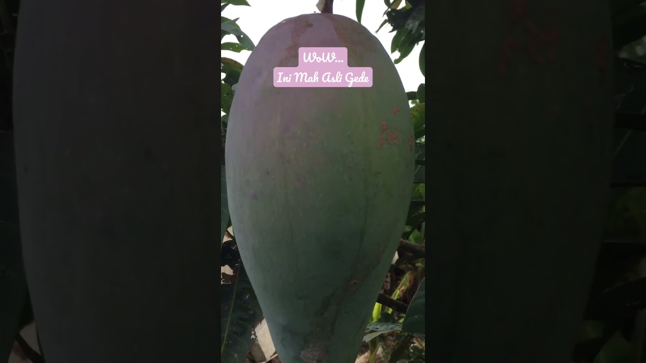 Mangga Kiojay Asli Gede