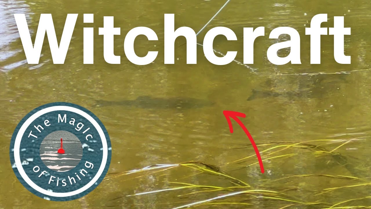 These big Dorset Stour chub had me SPELLBOUND