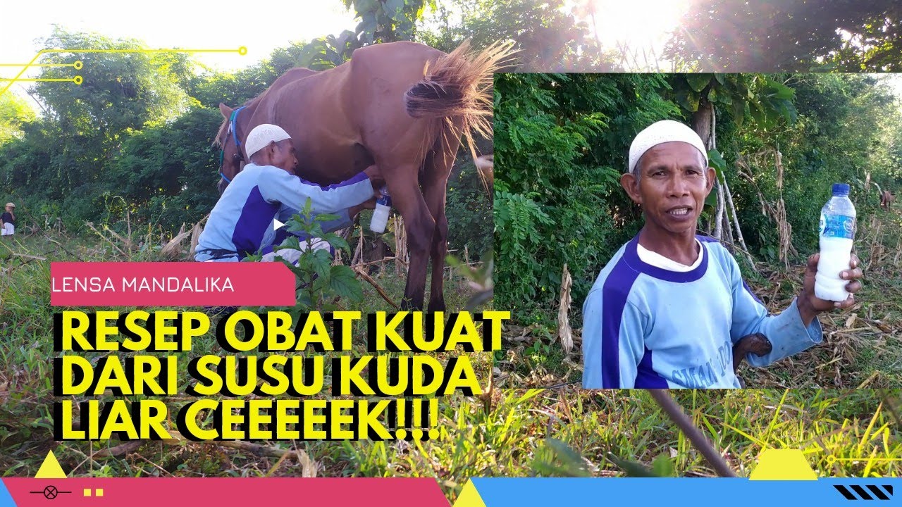 Perah Susu Kuda Liar di Dompu, Bagus untuk tingkatkan vitalitis Pria. ada bocoran Resepnya‼️