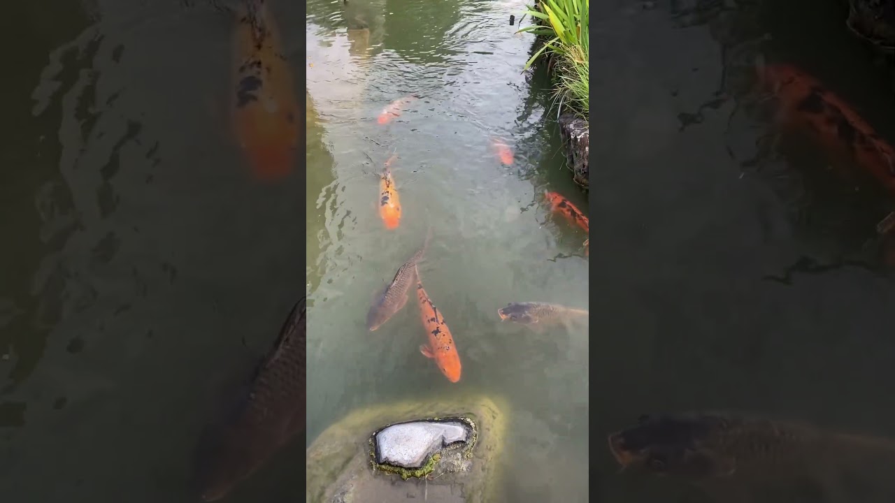 Fish / Nature/ Japanese garden / Argentina / Latin America 🩵