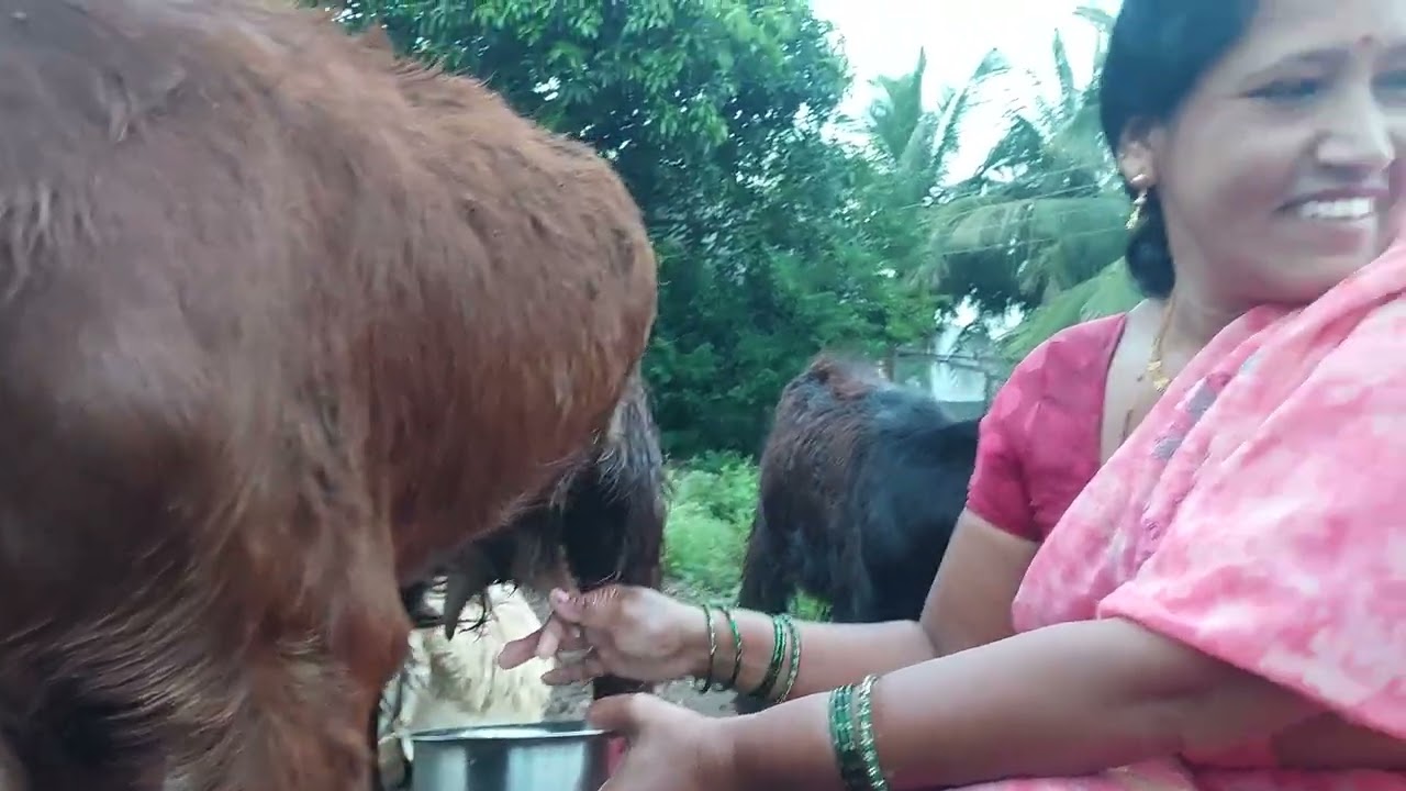 #viral #goat #milking 👌🐐