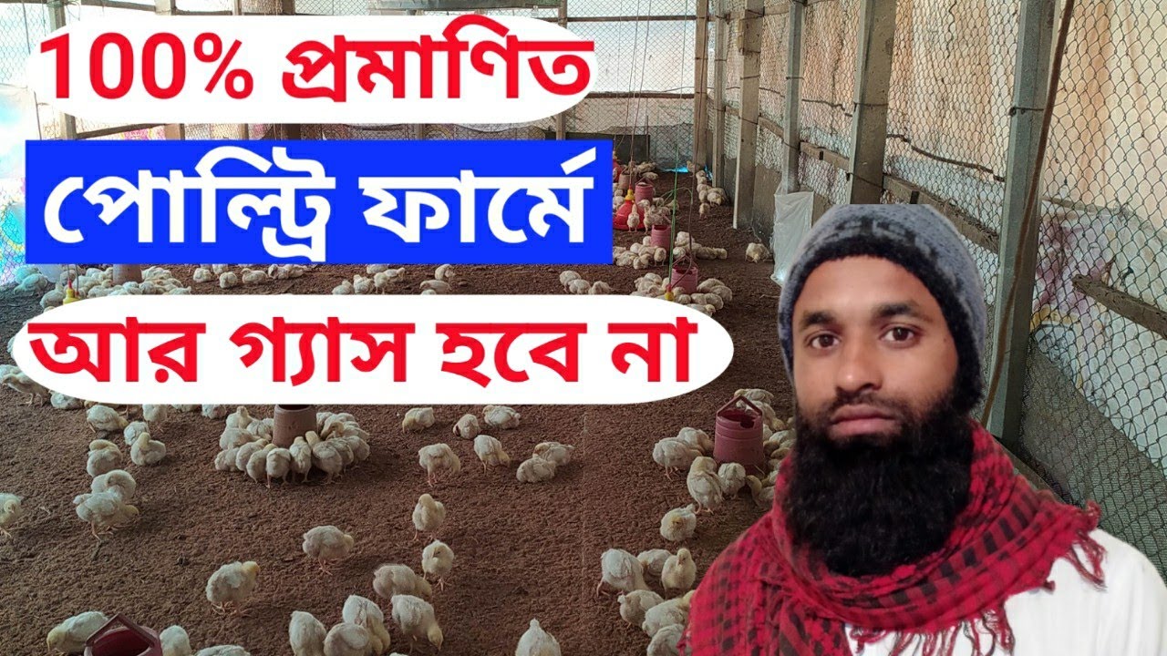 Broiler chickens will not have gas#ব্রয়লার_মুরগির_ফার্মে_গ্যাস_হবে_না#ronyagro